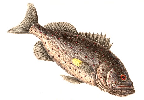 Rock Fish (Yellowfin Grouper)